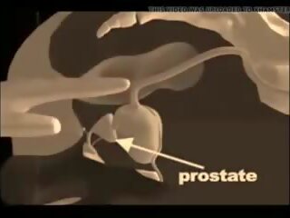 Kaip į duoti a prostata masažas, nemokamai xxx masažas nešvankus video mov